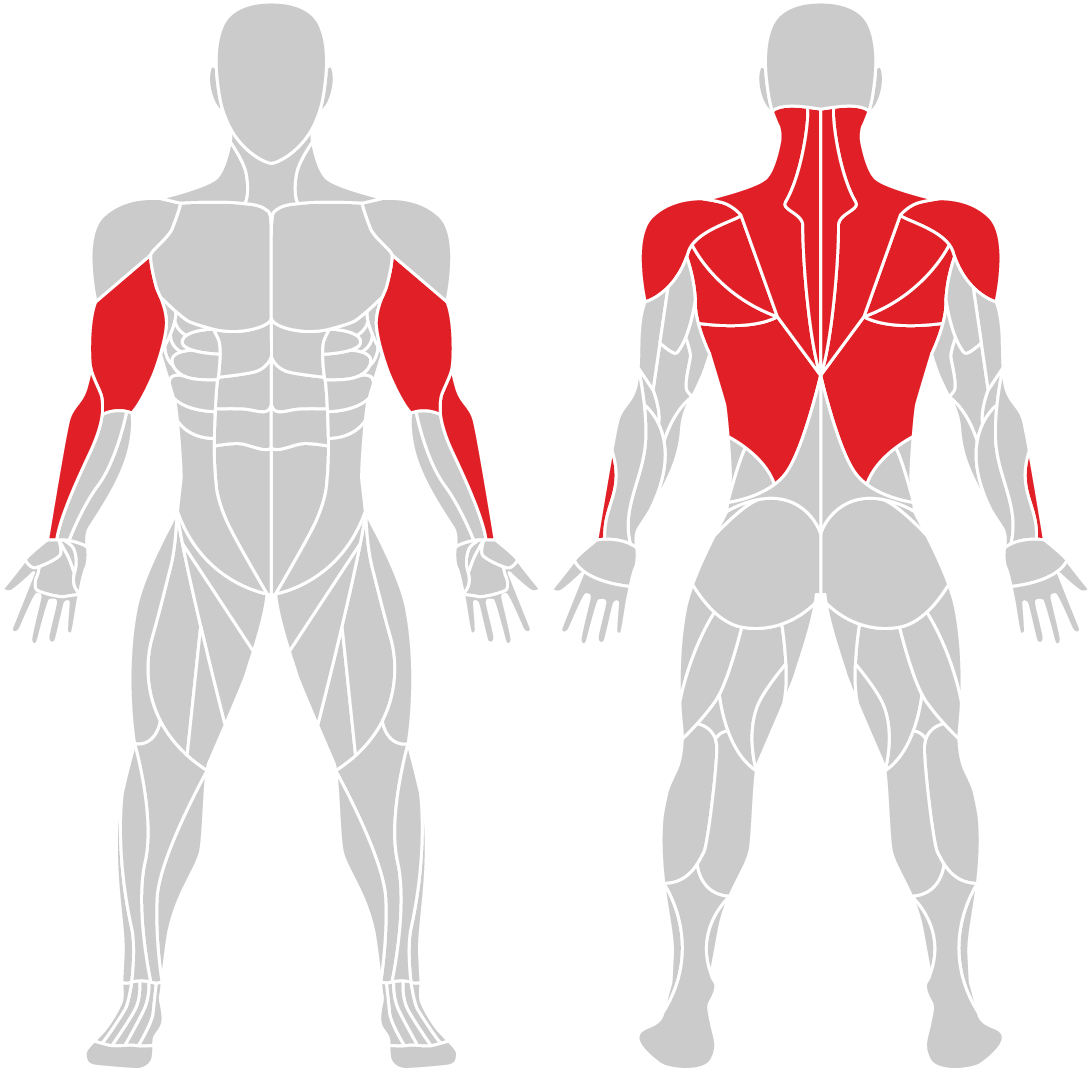 Muskelgruppen