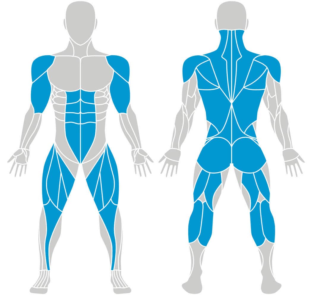 These muscles are trained during treadmill training